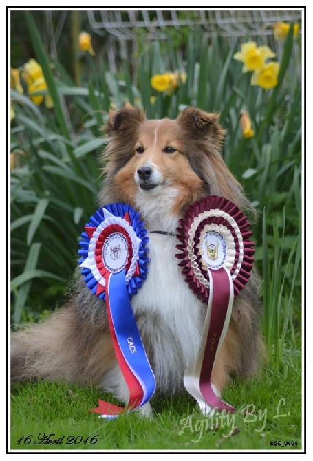 Des Etoiles De Plume - Funny a participé à l'exposition canine de Maubeuge le 17 Avril 2016