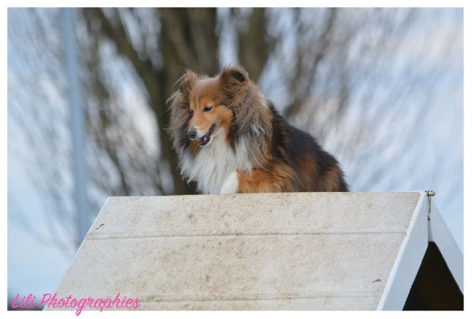 Des Etoiles De Plume - Concours d'agility d'Orchies du 11 Avril 206