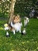  - Chanel championne régionale d'agility 2016