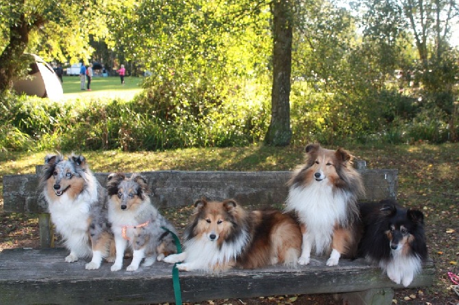 Photo des 5 filles au concours d'agility de Rieulay le 16 octobre 2016