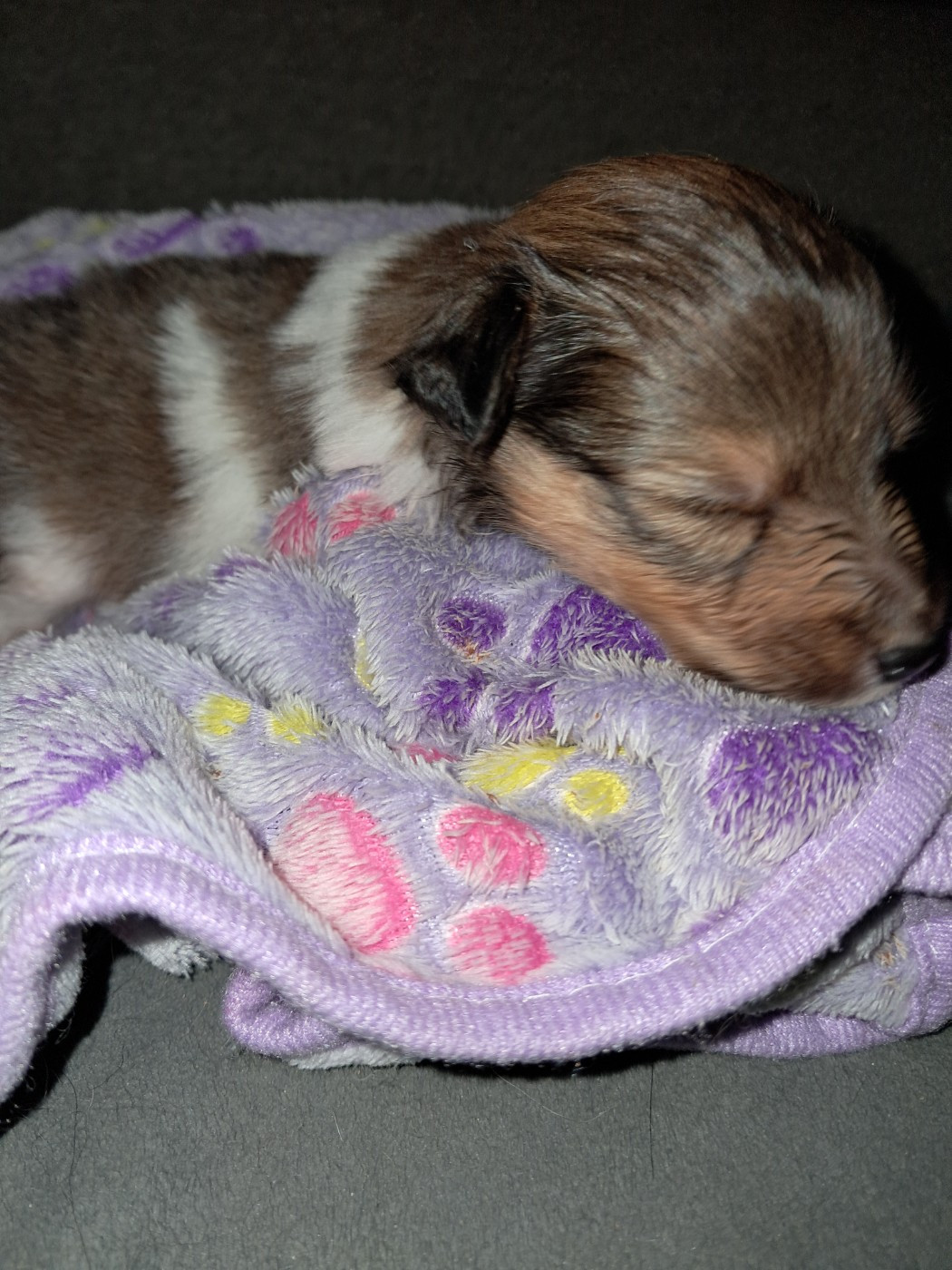 Des Etoiles De Plume - Chiots disponibles - Shetland Sheepdog