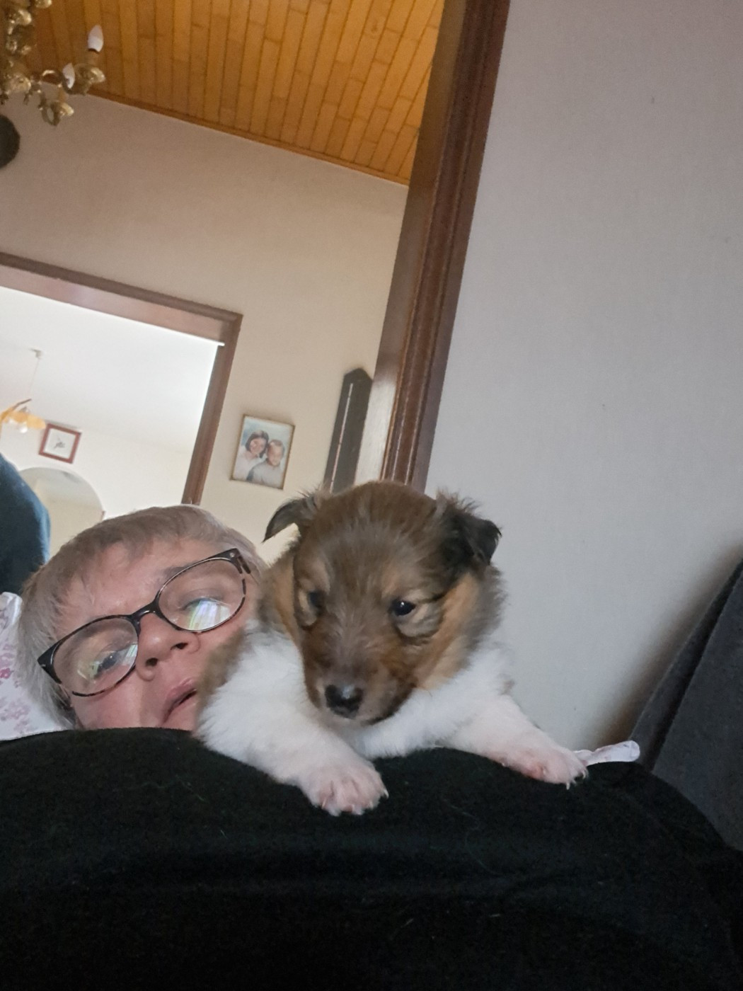 Chiot Shetland Sheepdog Des Etoiles De Plume